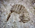 Spinosculda